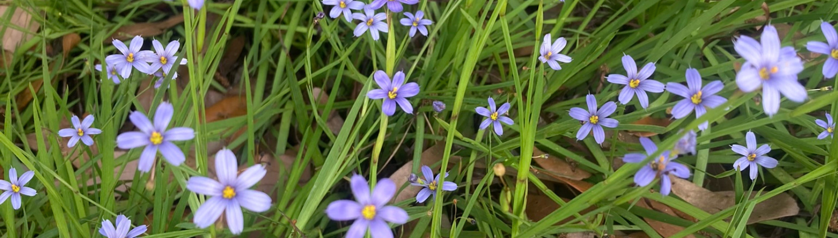 Groundcover patch of green leaves and small blue flowers with yellow centers.