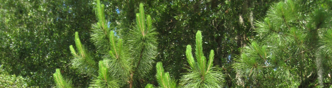 pine trees