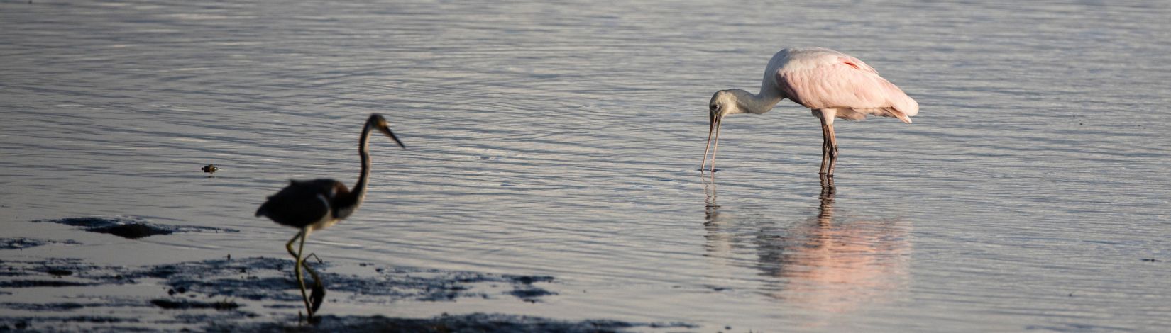 Roseate spoonbill and an unidentified shorebird in a tidal marsh.