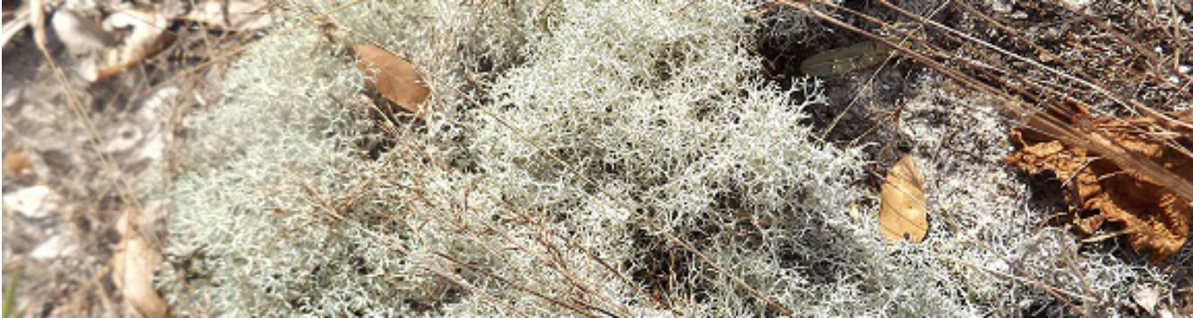 Deer Lichen