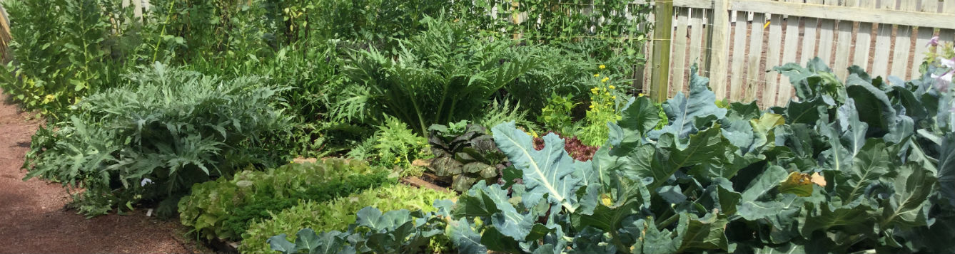Vegetable Garden