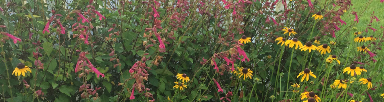 Salvia 'Wendy's Wish' and Black Eyed Susan