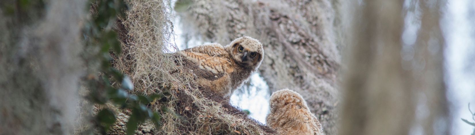 Owls perched in an oaktree.