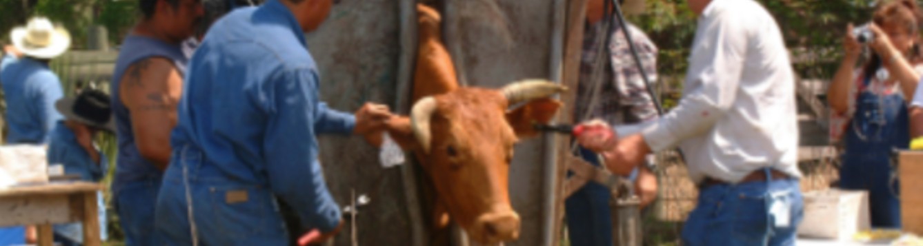 Cattle in Brighton Florida umongst the first to get an RFID chip placed on ear for tracking. (UF\IFAS\Marisol Amador)