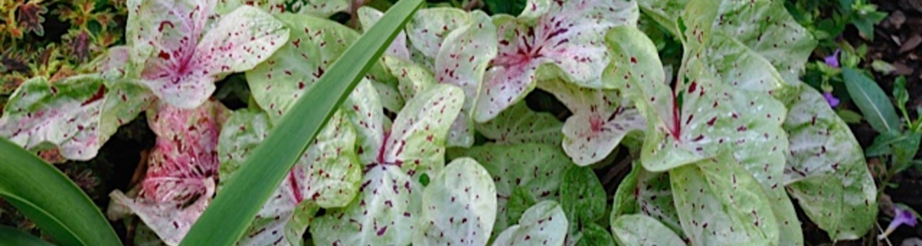 Miss Moffett Caladiums
