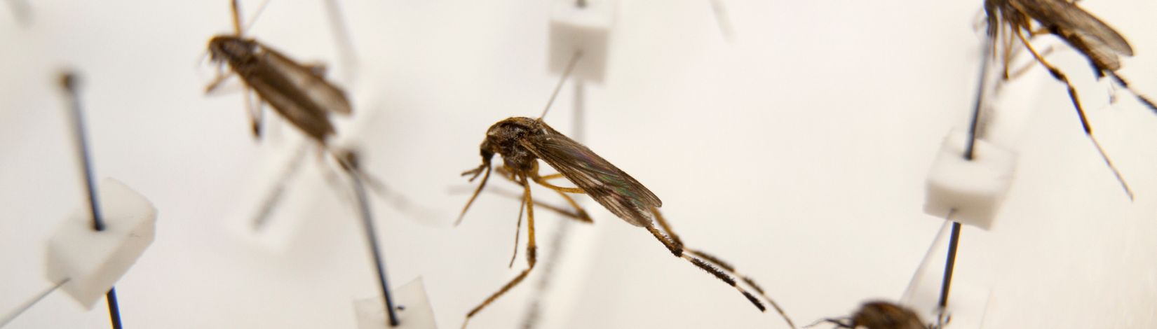 Pinned mosquitos