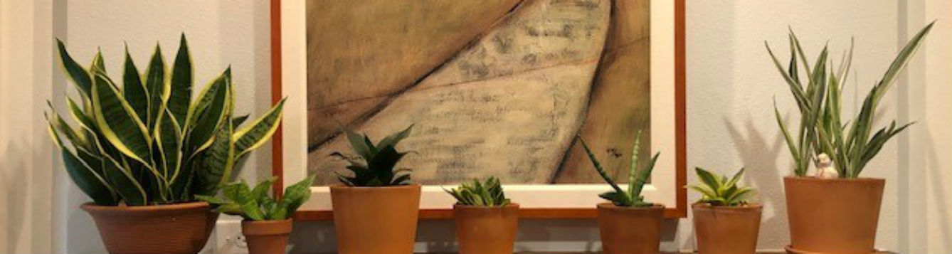 sansiveria houseplants