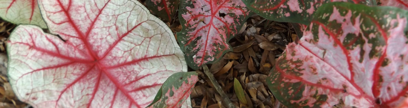 Caladiums up close