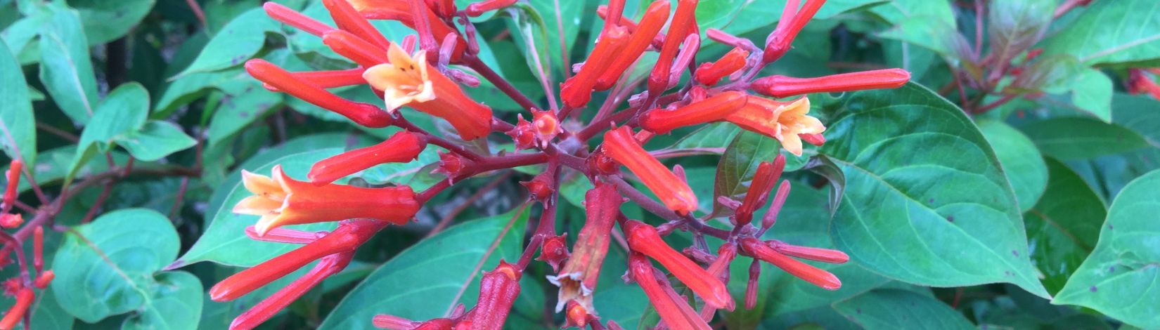 Orange tubular flowers of firebush against green leaves.