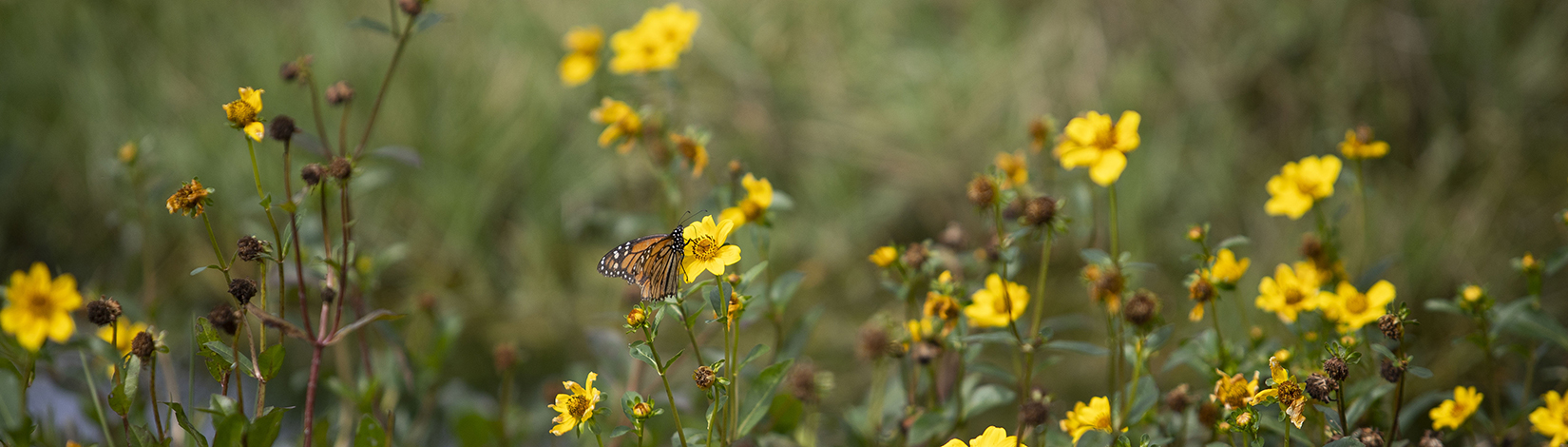 Yellow flowers with butterfly.