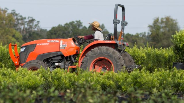 Sunn Hemp (Crotalaria juncea), an Effective Summer Cover Crop