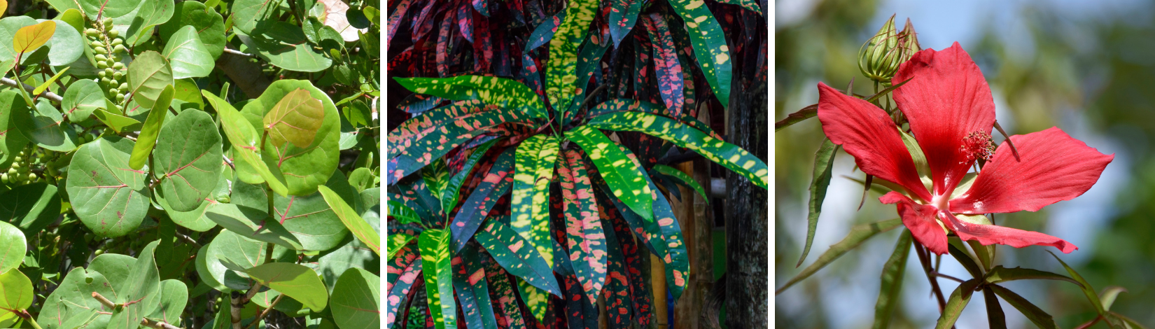 Images of seagrape, croton, and swamp hibiscus plants.