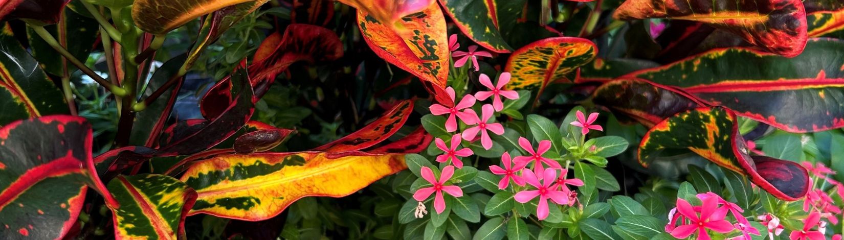 Close up of red, yellow, and orange croton leaves