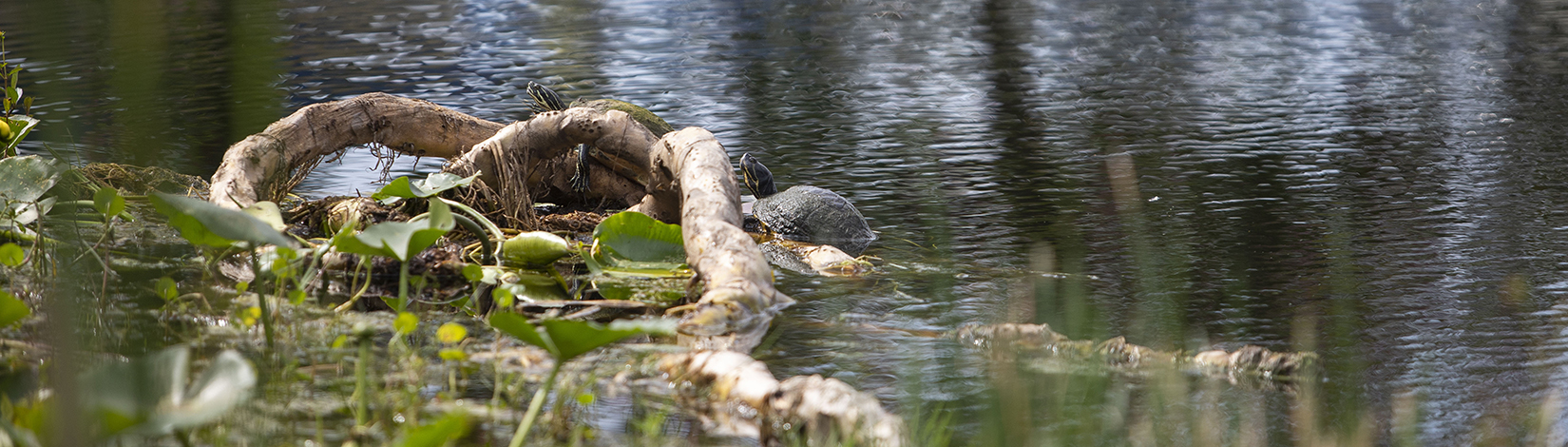 turtles on a branch, on a lakeshore