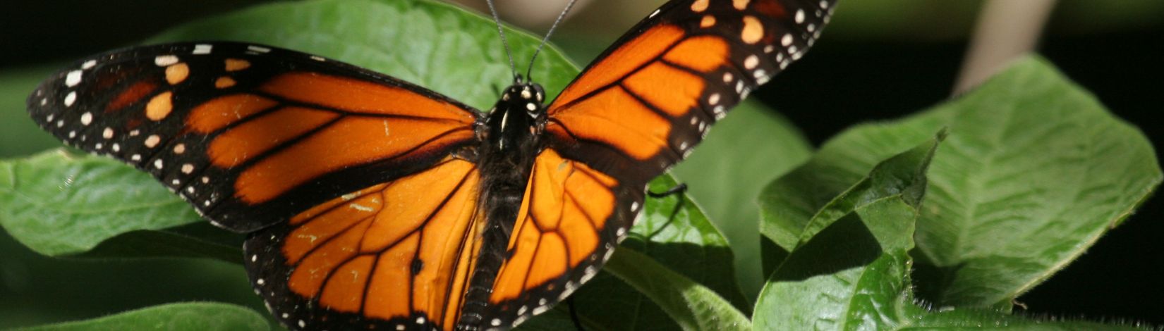 closeup of monarch butterfly on leaves