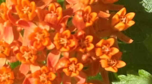 How to easily grow Florida native milkweed in sandy landscapes
