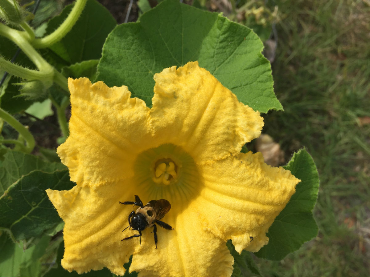 Pollinator Gardening For Bees Uf Ifas Extension Putnam County