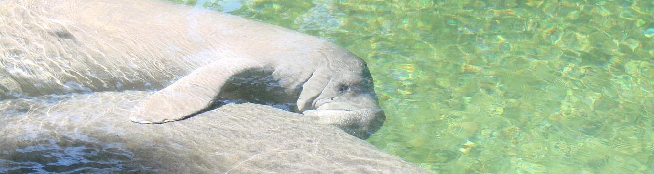a young manatee nursing from its mother