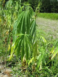 Immature hemp plant at the UF trial at the Hague