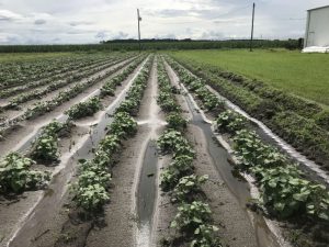 Charleston scarletts 25 days after planting