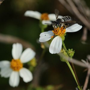 Bee on Biden flower