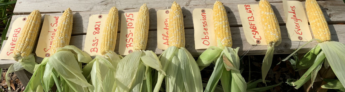 8 shucked ears of corn labeled by variety