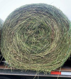 bale of fresh limpograss hay