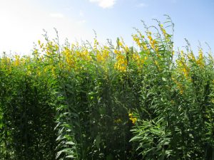 mature field of sunn hemp