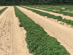 Sweet potato seedbeds in the field at the NC State Research Station in Clinton, NC