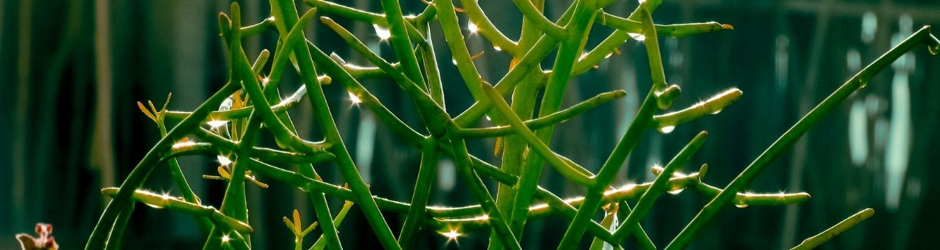 pencil cactus care in florida