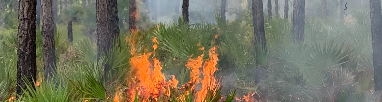fire burning in forest with big flames
