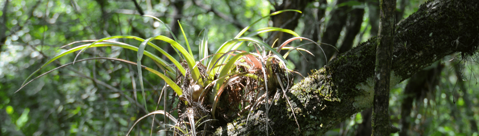 Tillandsia bartramii growing on a mossy tree branch in a shaded forest