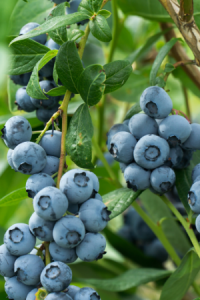 Blueberries on a bush.