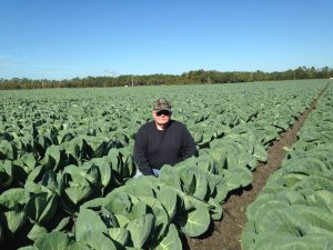 Farmer in the cabbage field