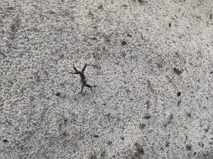 potato plant emerging from the soil