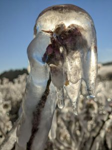 close up of blueberry bush covered in ice