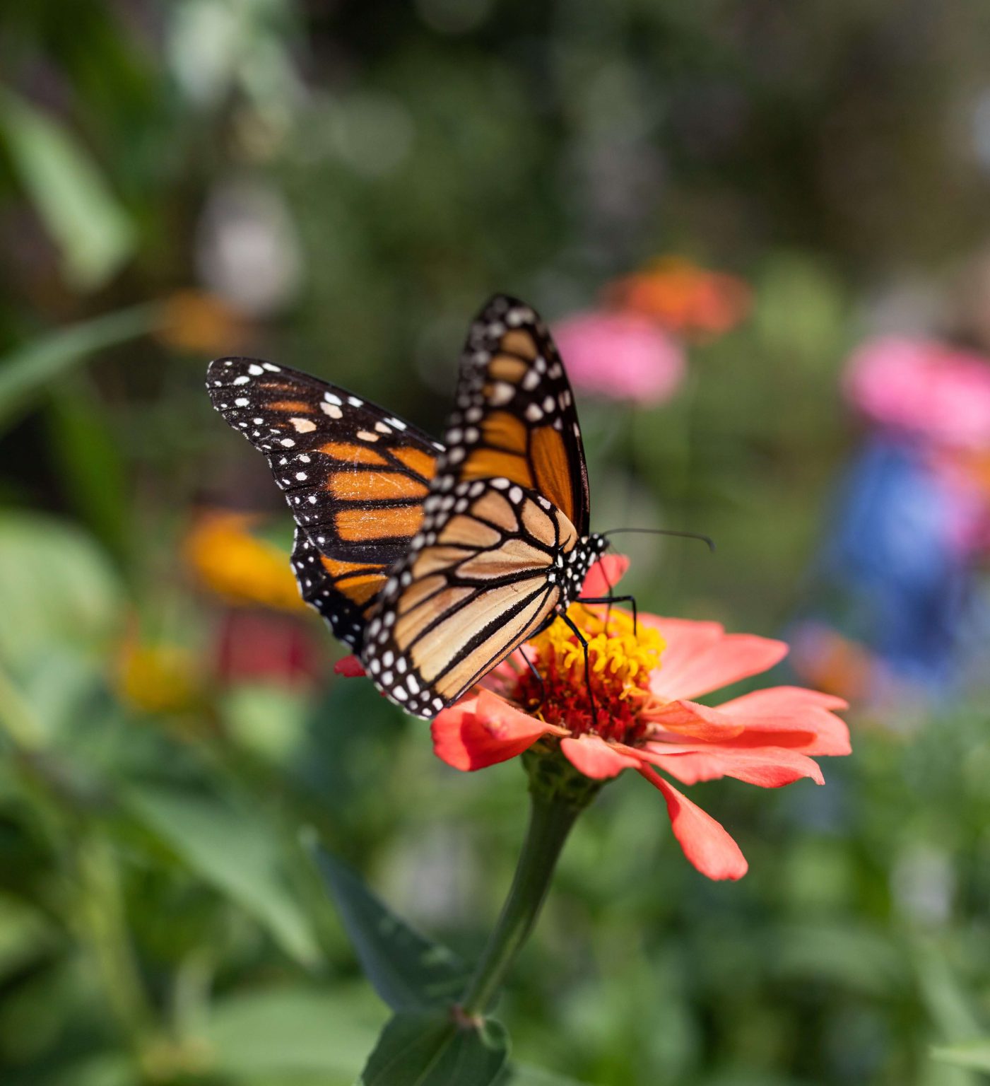 June Monthly Program Pollinator Gardening - UF/IFAS Extension Putnam County