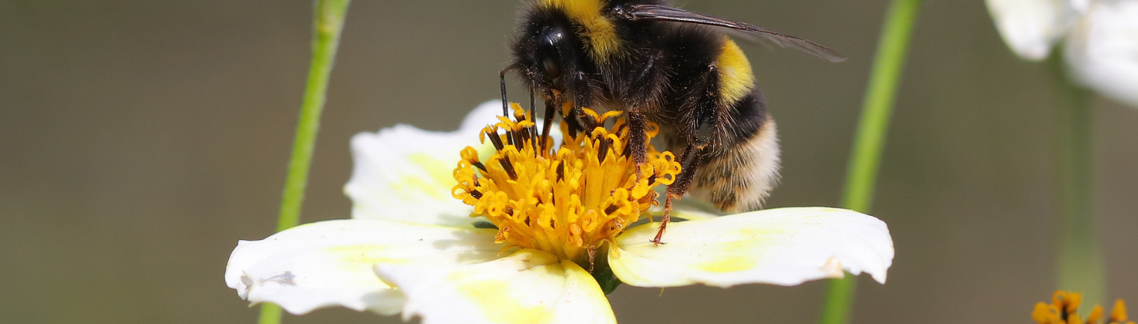 Bumble bee on white flower.