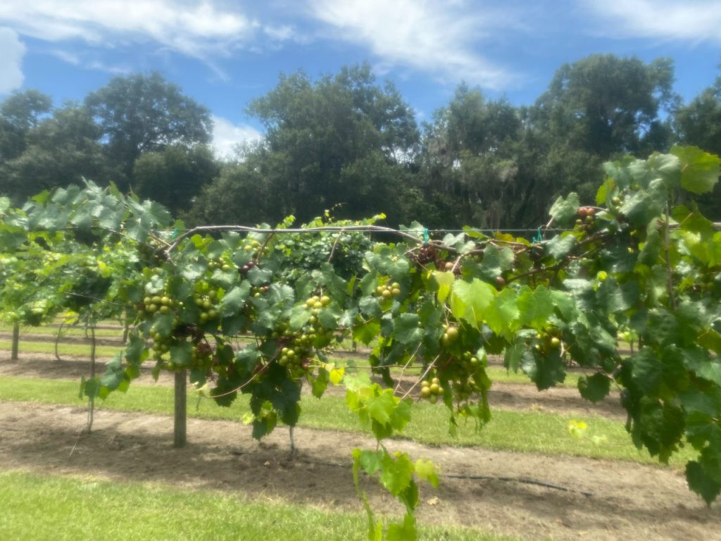 UPICKIN’ Some Sweet Muscadine Grapes in Putnam County UF/IFAS