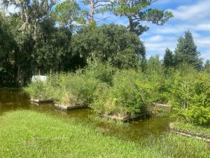 flooding around yaupon hollies