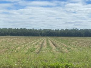 cover crop after storm