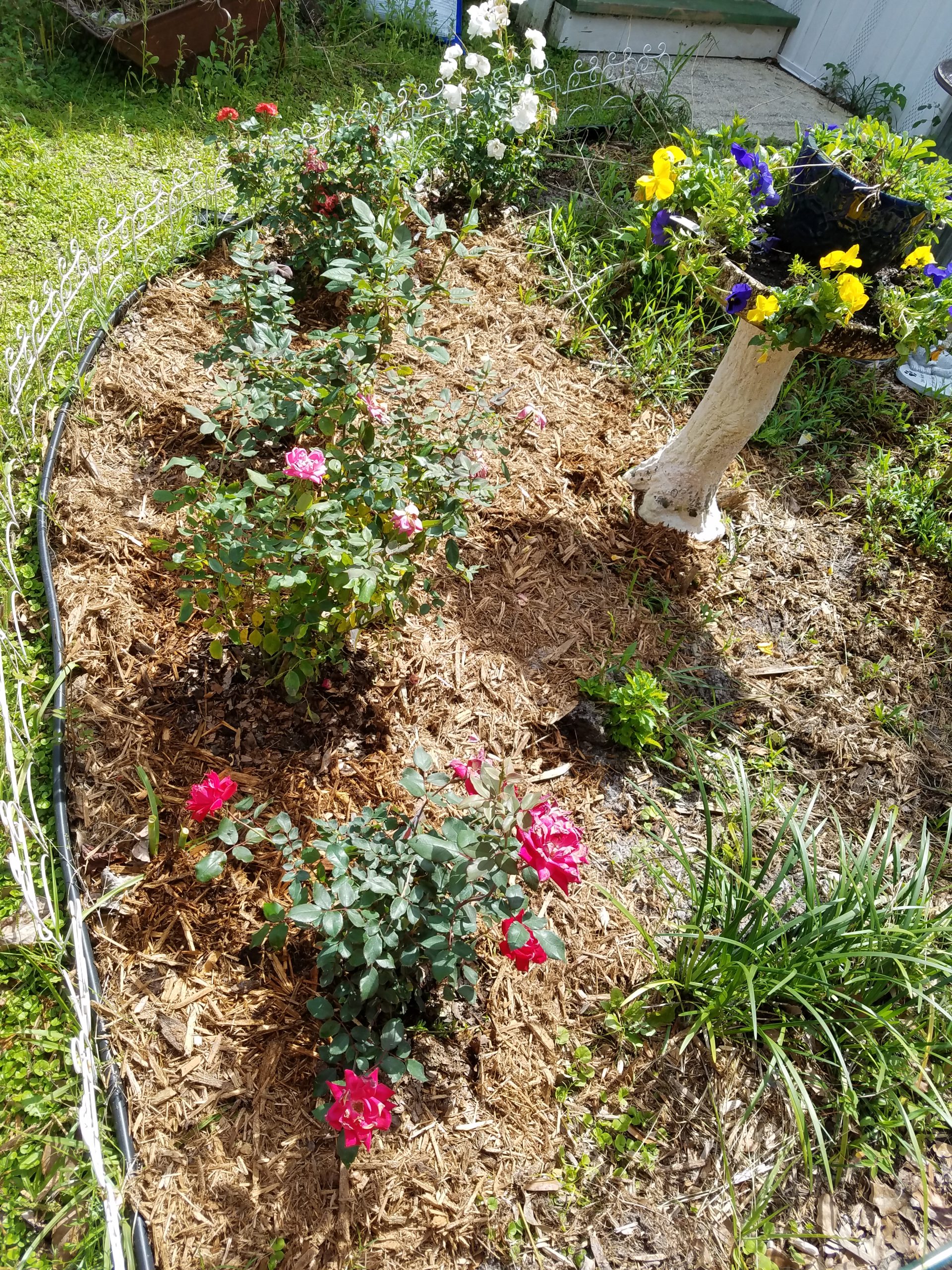 Plant Profile: Roses - UF/IFAS Extension Putnam County