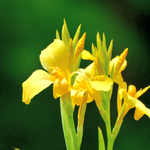 Yellow flowers of the Golden Canna