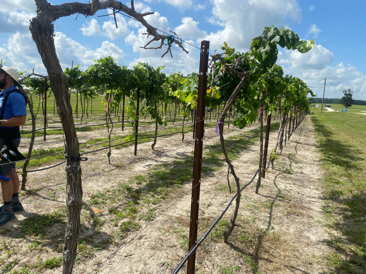 Preventing Pierce's Disease in Grapes A Biological Approach UF/IFAS Extension Putnam County