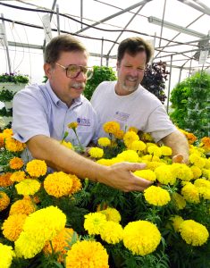 Two men inspecting yellow marigold flowers