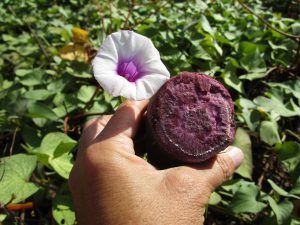 inside of purple sweet potato with flower in hand