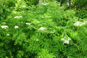 Spotted Water Hemlock with white flower clusters on tall green stems, a toxic wetland plant often found near marshes.