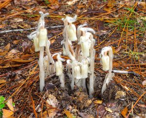 White Indian Pipe plants emerging from forest floor, lacking chlorophyll.