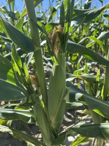 two ears of corn on the stalk
