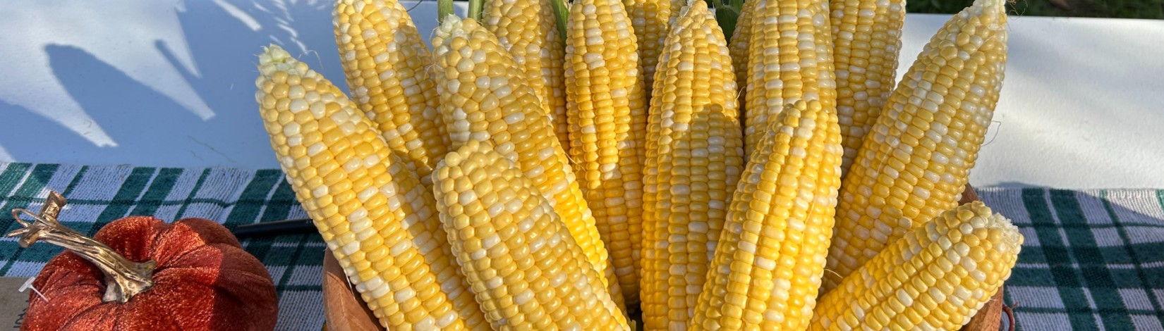 basket of sweet corn that has been husked